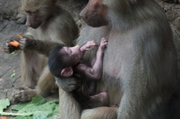 WCS's Prospect Park Zoo Debuts Hamadryas Baboon Infant